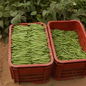 haricots verts