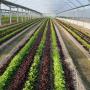 culture de mesclun sous tunnel