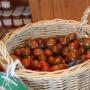 tomates cerises noires