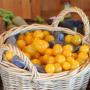 tomates cerises jaunes