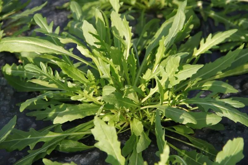 accueil 20 jeunes pouces