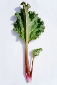 Rhubarbe
