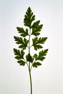 Aromatiques diverses