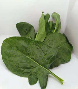 Epinard grde feuille