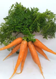 Carotte printemps
