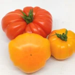 Tomate Ancienne
