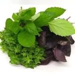 Basilic AB