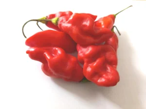 Piment végétarien