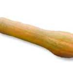 Courge longue de Nice AB